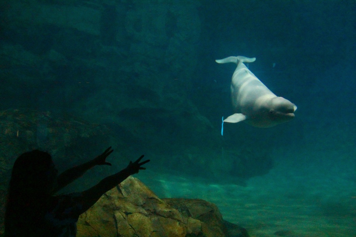 名古屋港水族館